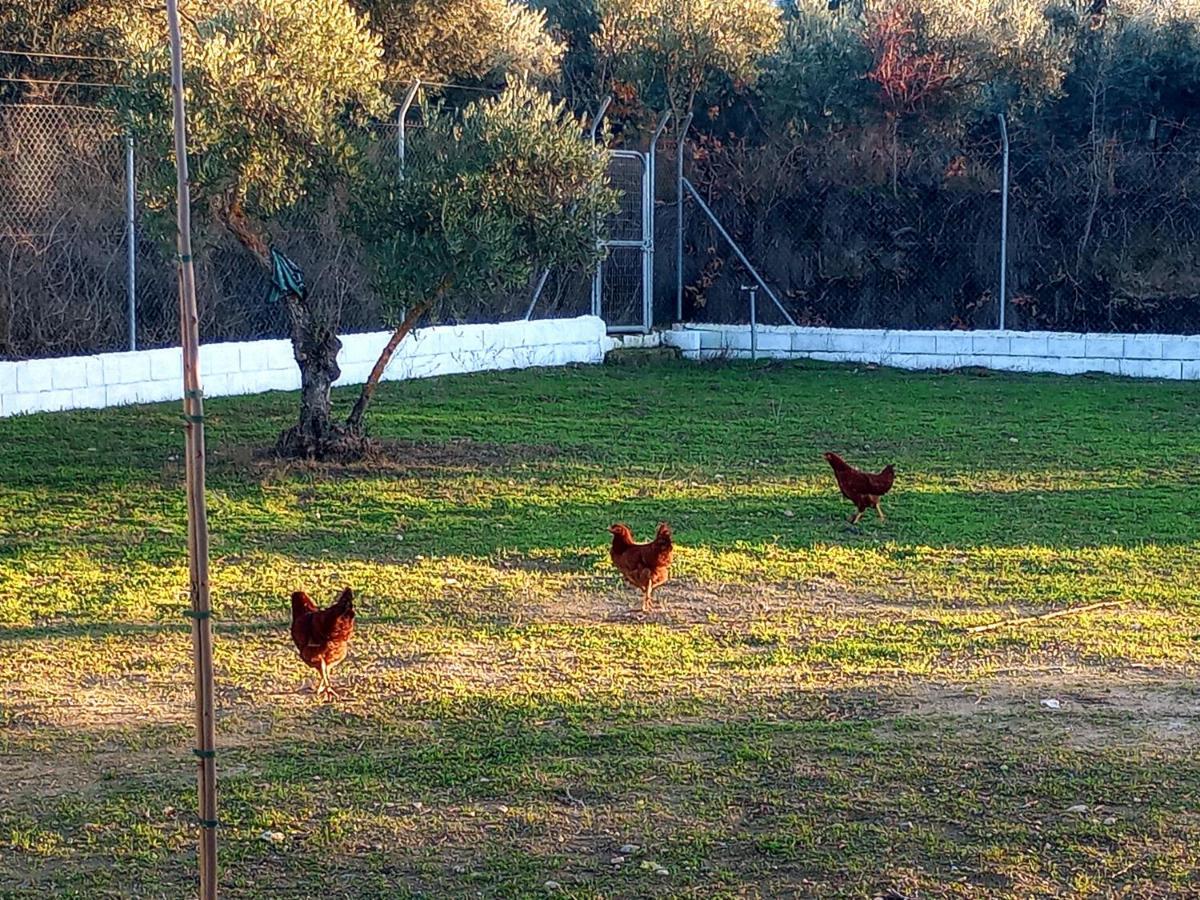 Casa De Campo Los Manueles Ideal Perros Pet Friendly Gojar Dış mekan fotoğraf