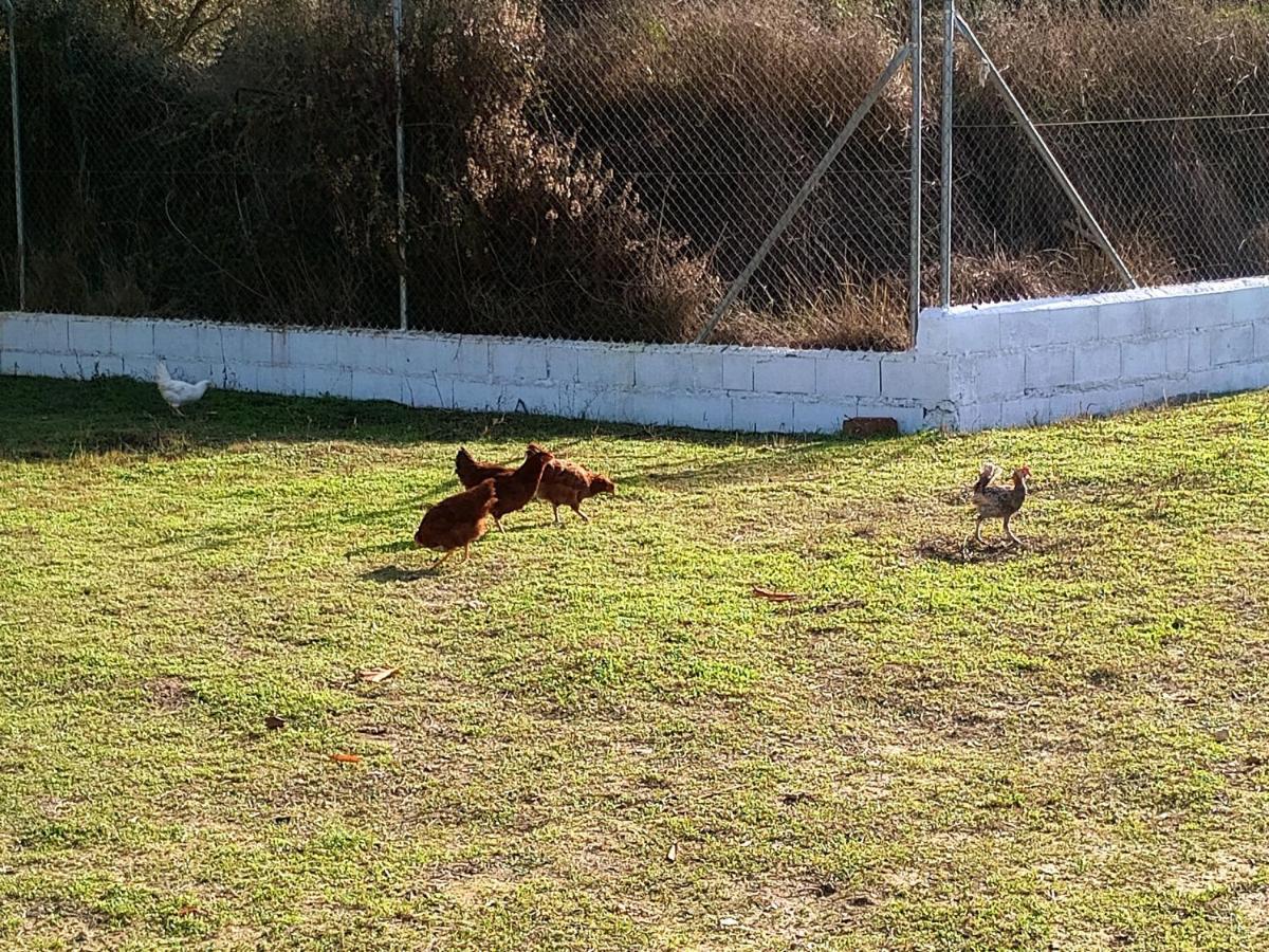 Casa De Campo Los Manueles Ideal Perros Pet Friendly Gojar Dış mekan fotoğraf