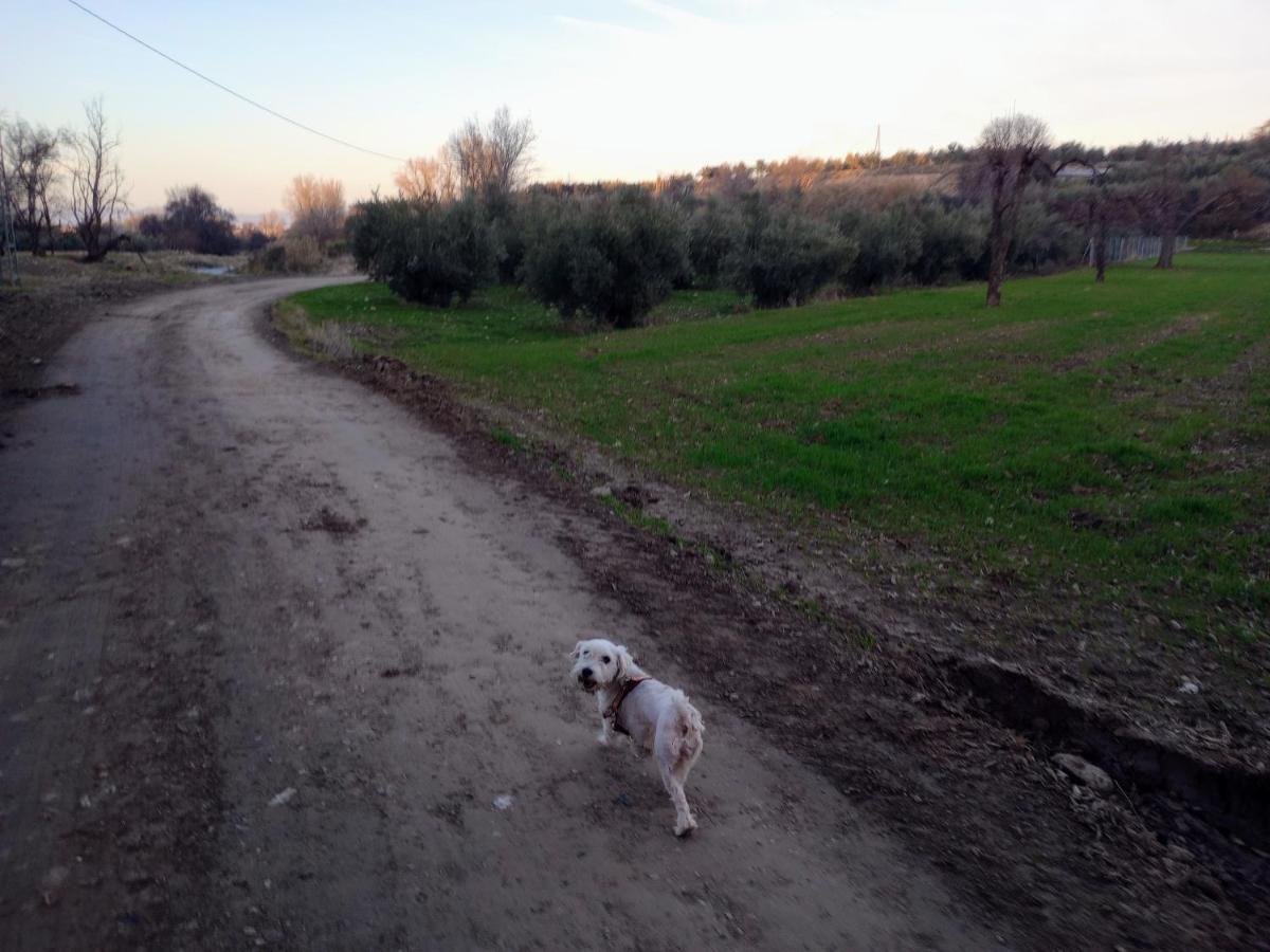Casa De Campo Los Manueles Ideal Perros Pet Friendly Gojar Dış mekan fotoğraf